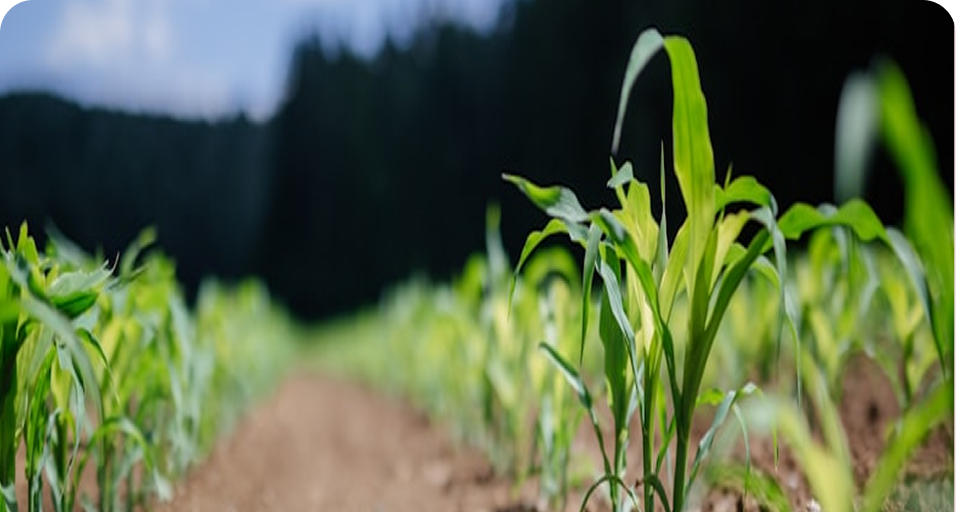 Modern Crop Irrigation Techniques for Better Yield